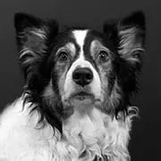 bucky_website